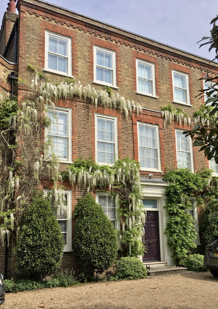 Wisteria hysteria 
Lower Sunbury