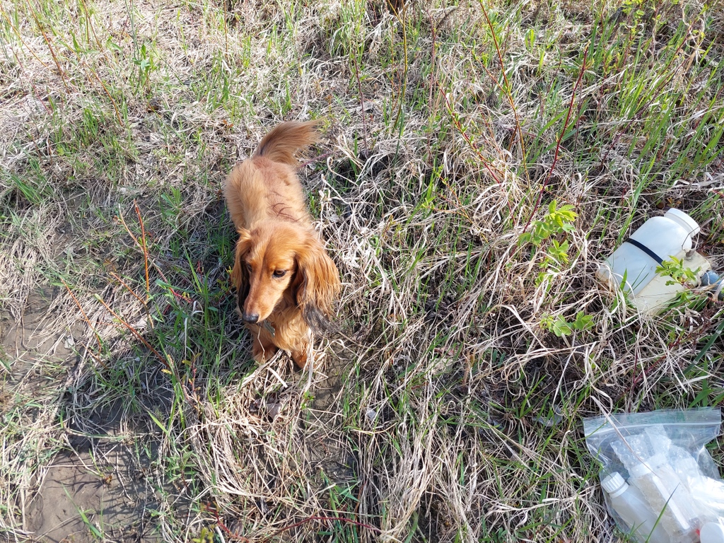 abLSWC's tweet photo. We hope your workday is as focused as our Watershed Wiener mascot Phil is while supervising his person from the stream bank! #abwater #watershedwiener #mascot #phildog #focus #workday #stream #bank https://t.co/A7I13zCsJU