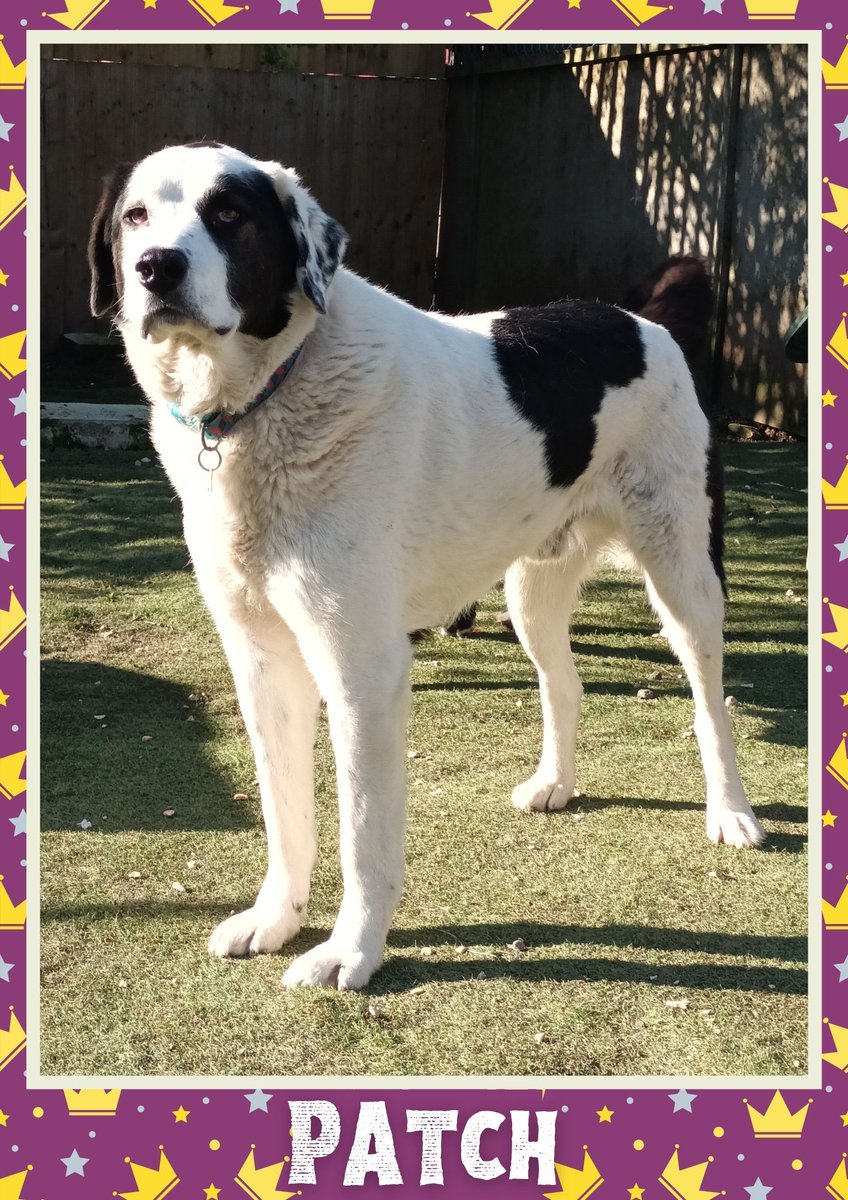 OakwoodRescue's tweet photo. Patch would like you to retweet him so the people who are searching for their perfect match might just find him 💚🙏 https://t.co/75eERcMX47 
#teamzay #dogsoftwitter #rescue #rehomehour #adoptdontshop #k9hour #rescuedog #adoptable #dog https://t.co/rmh0g3nY2g