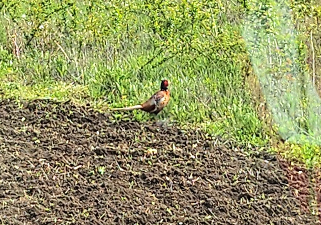 Jan Reinier de Jong tweet media