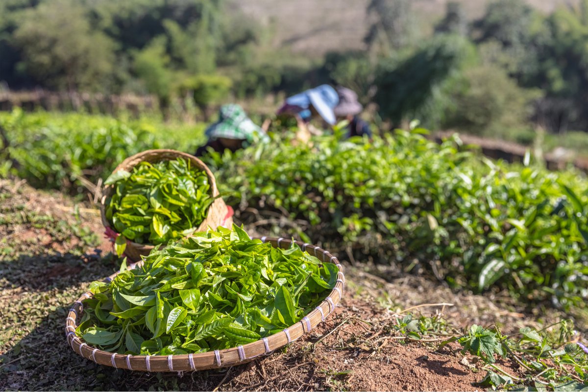 Tea quality & quantity are sensitive to climate events such as #drought. #WCSSP researchers from China & UK are working with farmers to understand what climate information tea growers need to inform business decisions. 👉 bit.ly/3I4k1Qk #InternationalTeaDay