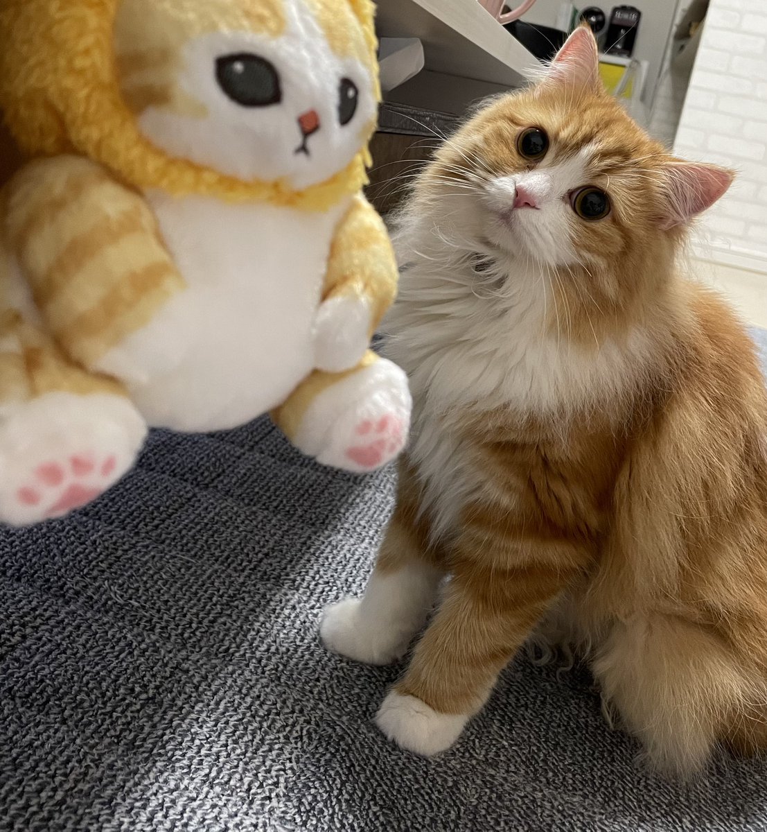 tashi428's tweet photo. 整形外科で処方されたタリージェっていう薬
ググったら「タリージェ　太る」って検索結果
まだまだ痛くて歩きにも行けんし
副作用で太るって最悪やん

この薬はやめとこう💊

＃スコティッシュフォールド https://t.co/cuMyM3Jm0H