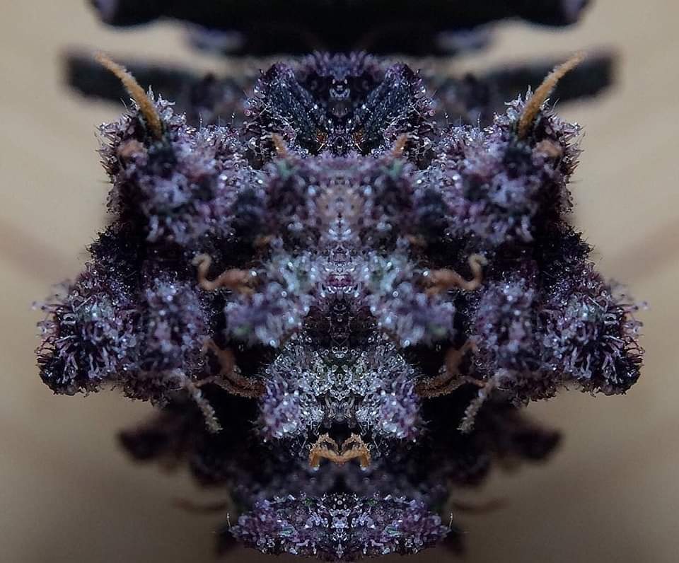 ElCulishiRoy's tweet image. What do you see?
I see a purple dragon 🐲
#WeedLovers #weedsmokers #weedday