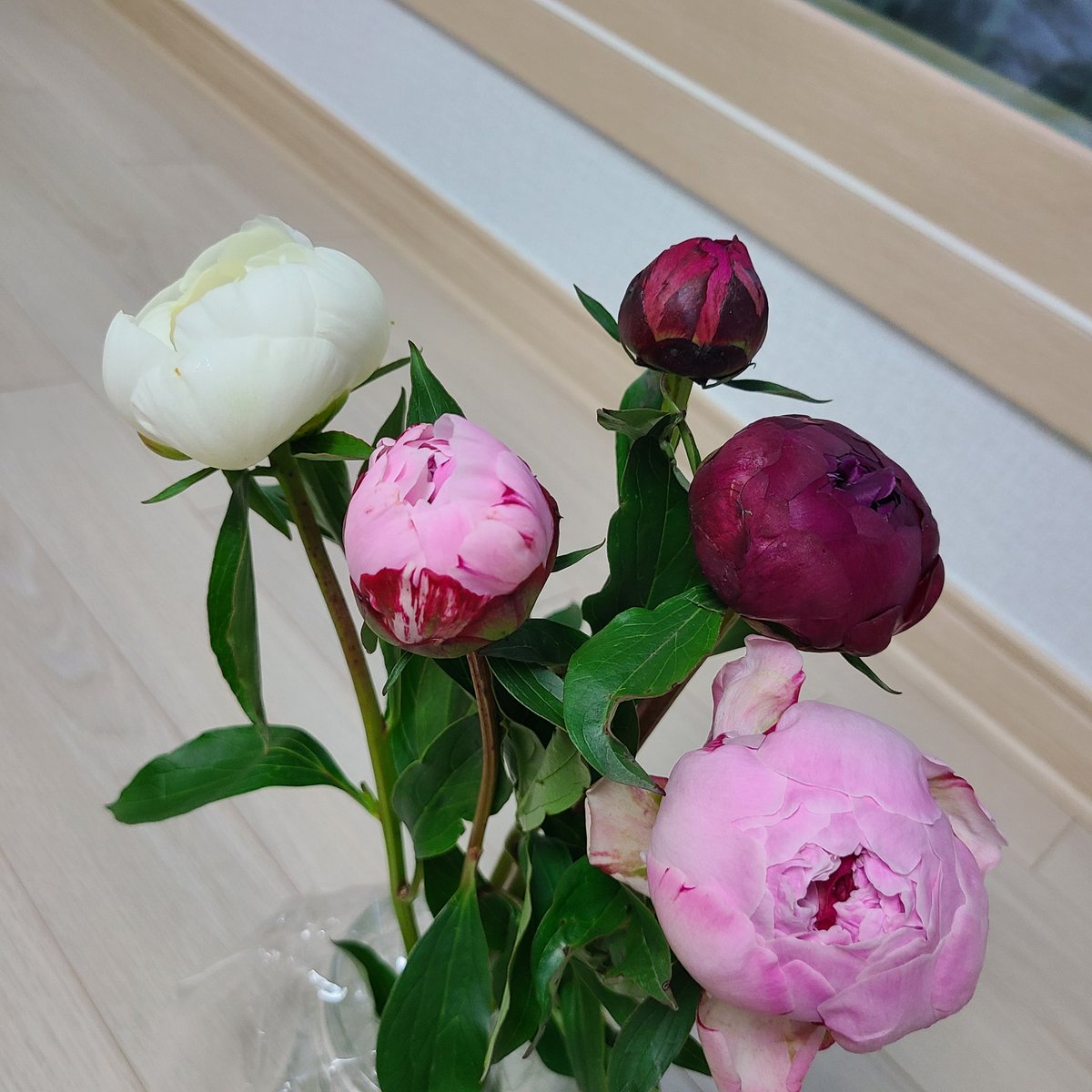 yangmyeongsug3's tweet photo. 딸랑구가 수줍게 살포시 손을 내민다.
서프라이즈라며 작약 한다발을
나에게 선물해줬다.
너무나 예쁜 작약!
예쁜딸 너무 너무 고마워~~🚀🚀
#대불스 #문어지지않아 #불스하트
#bug4cirty #bugcity #벅공대
#늘보숲 #작약 #수줍음 https://t.co/yTZRg4I9vJ