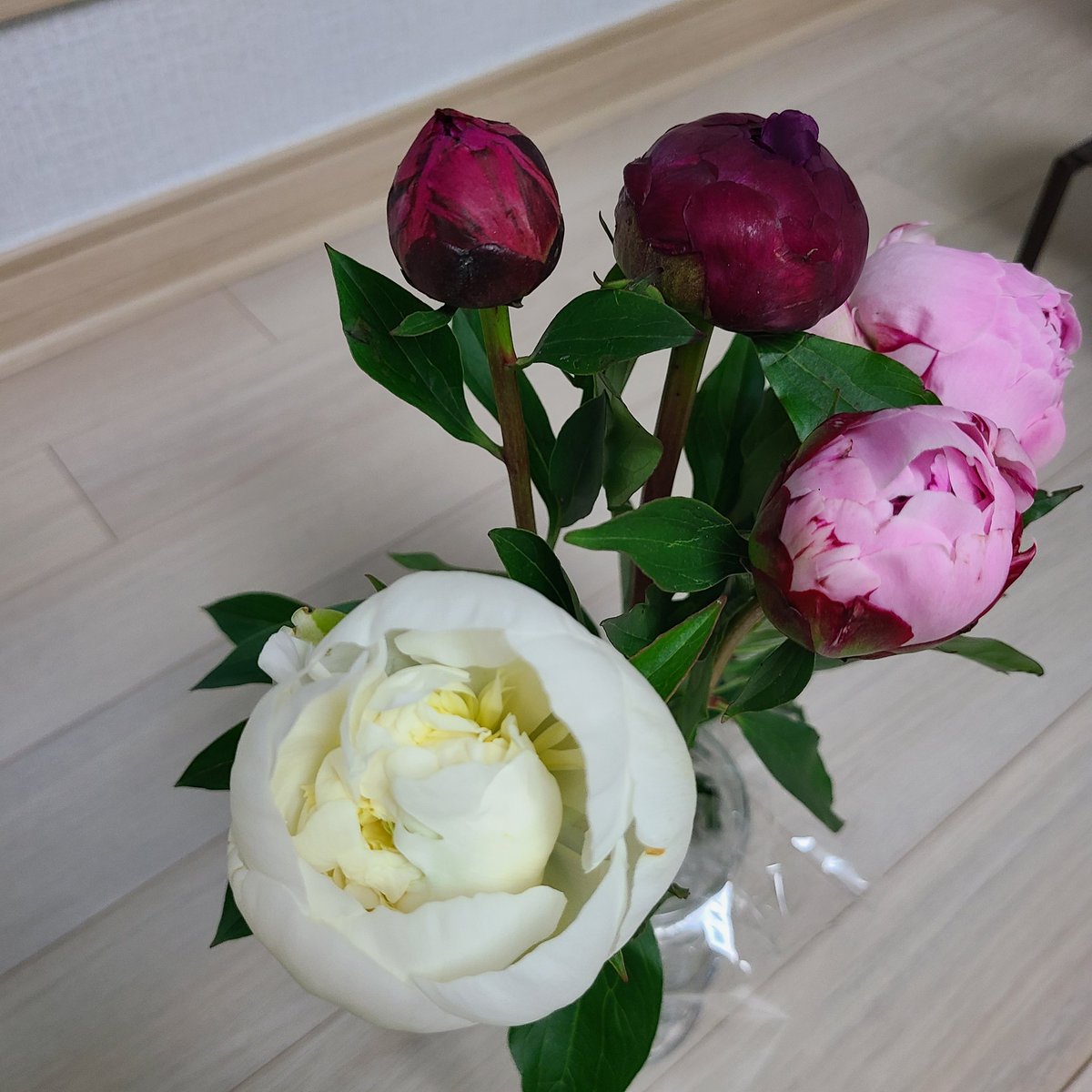 yangmyeongsug3's tweet photo. 딸랑구가 수줍게 살포시 손을 내민다.
서프라이즈라며 작약 한다발을
나에게 선물해줬다.
너무나 예쁜 작약!
예쁜딸 너무 너무 고마워~~🚀🚀
#대불스 #문어지지않아 #불스하트
#bug4cirty #bugcity #벅공대
#늘보숲 #작약 #수줍음 https://t.co/yTZRg4I9vJ