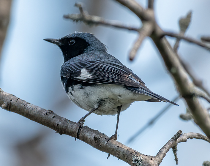 tnkcanoe's tweet photo. The male and female Black-throated Blue Warblers have very different plumages. Both are gorgeous and a thrill to see. 
#warbler #bird #nature https://t.co/fc5LryoBAT