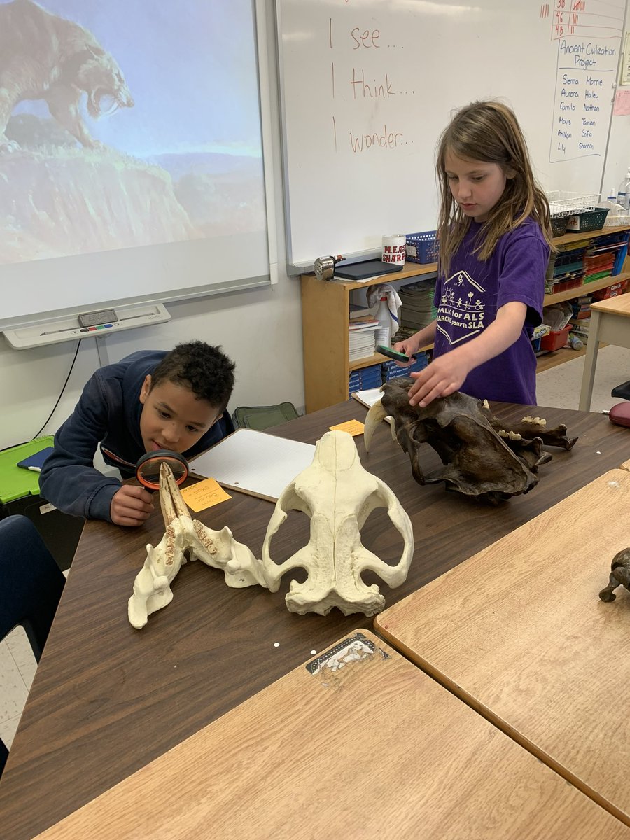 Gr. 3/4s investigate ancient skulls.