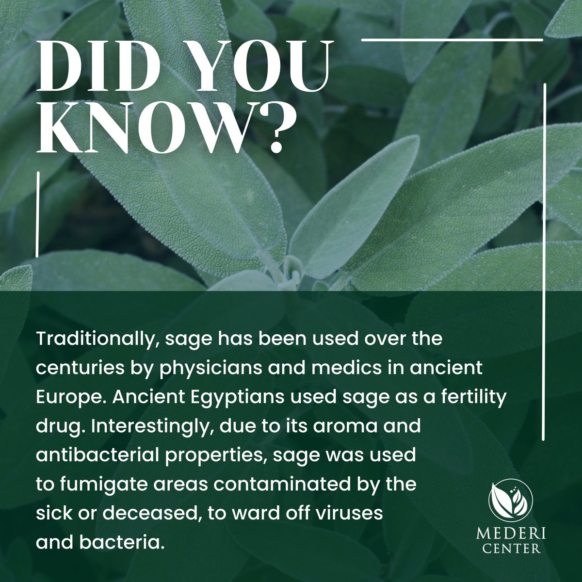 Medics like Hippocrates to herbalists like Gerald and Culpepper - all have hailed the medicinal properties of sage.   #SageLeaf #HerbalMedicine #TraditionalRemedies #NaturalHealing #HerbalTherapy #HolisticHealth #medericenter #healthyliving #healthylifestyle #healthylife
