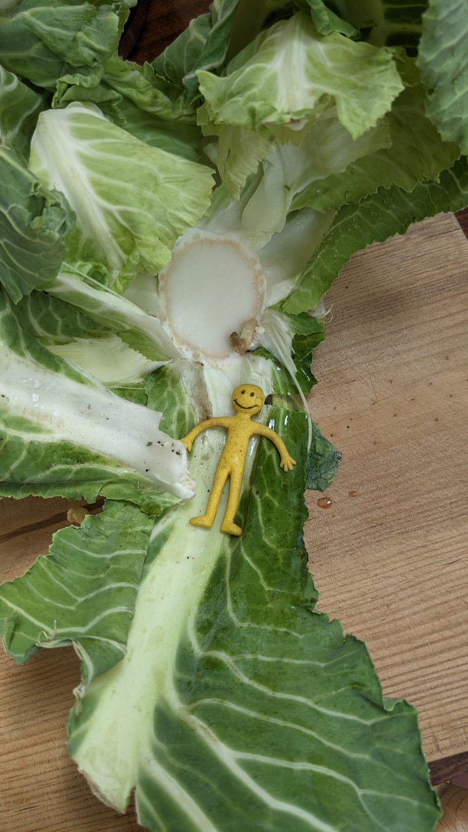 psychinthecity_'s tweet photo. Hey @sainsburys, my mum found this little guy in her lettuce...does it mean something? 👀 https://t.co/AFXeH14o8J