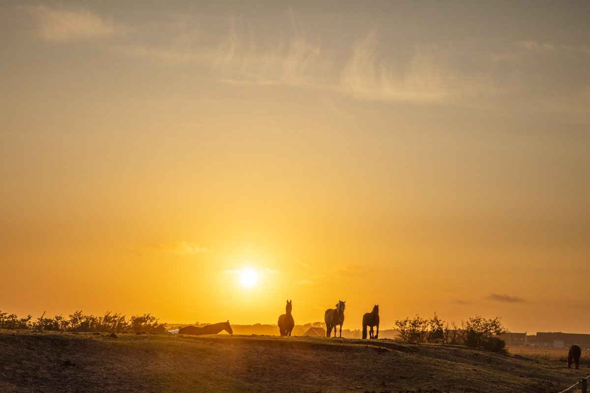 Wat was het genieten deze ochtend met @tragetochten  #ameland #Ballum . Prachtige zonsopkomst, velden, strand en duinen. #paarden antoonaandewandel.blogspot.com/2023/05/trage-…