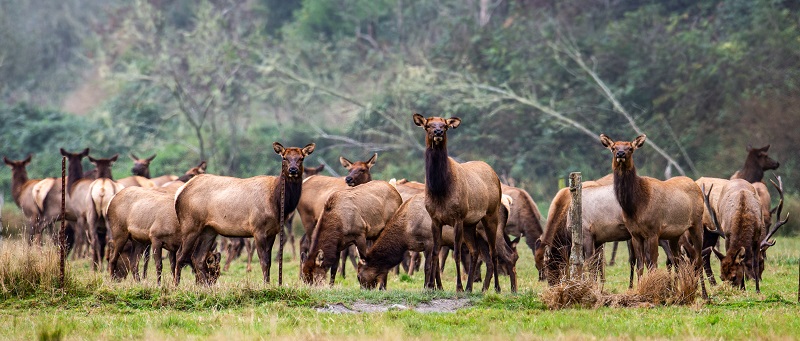 RMEF: Have a say in #elk management on the #california North Coast. Public meetings 5/22 &amp; 5/23: wildlife.ca.gov/News/cdfw-to-h…  #rmef #oduhunting #ElkCountry