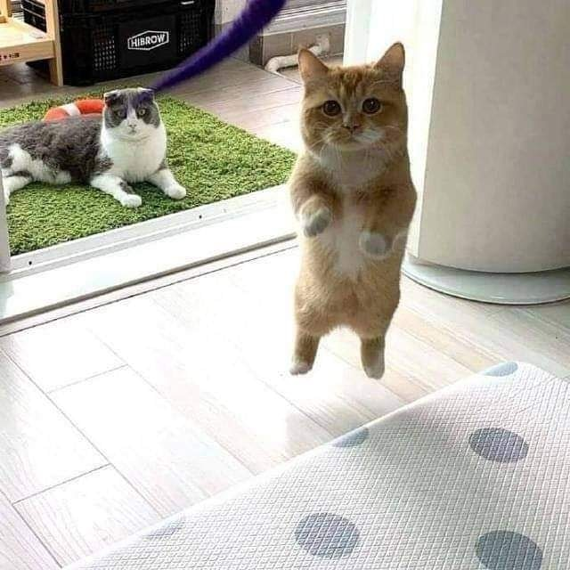하피하피하피