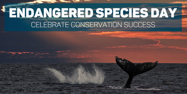 99% of species protected under the Endangered Species Act have been saved from extinction, including the humpback whale, grizzly bear, and bald eagle. #EndangeredSpeciesDay #ESA50