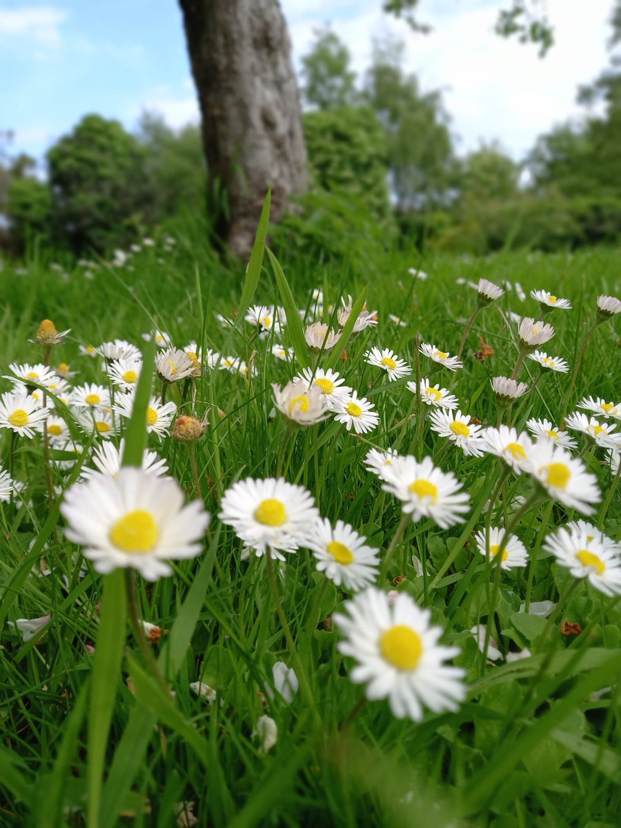 tairseach's tweet photo. May 20th is 'World Bee Day'! Irish bumblebees have wonderful names! How about these: Barbut's Cuckoo, Gypsy Cuckoo, Field Cuckoo, Cryptic White Tail, Great Yellow, Garden, Tree, Mountain white-tail, Red Shanked Carder, Southern Cuckoo! #WorldBeeDay #NoMowMay https://t.co/6FacEisEhY