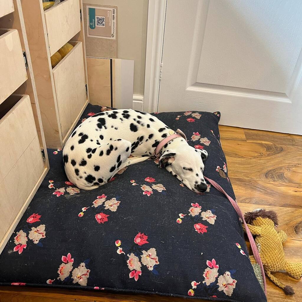 sstevenscanes's tweet photo. Sleepy Pippy. Slowly getting her used to settle in the office with me, but it’s a struggle to get her to self sooth in here.

#dalmatian https://t.co/Dsjcory3m7 https://t.co/TgG8N3cjDq