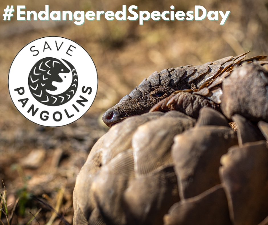 Out of the eight species of pangolin, two are listed as Vulnerable, four are Endangered, and two are Critically Endangered. We’re working with conservationists around the world to protect pangolins and promoting this charming eater-of-ants. 
Visit SavePangolins.org for more