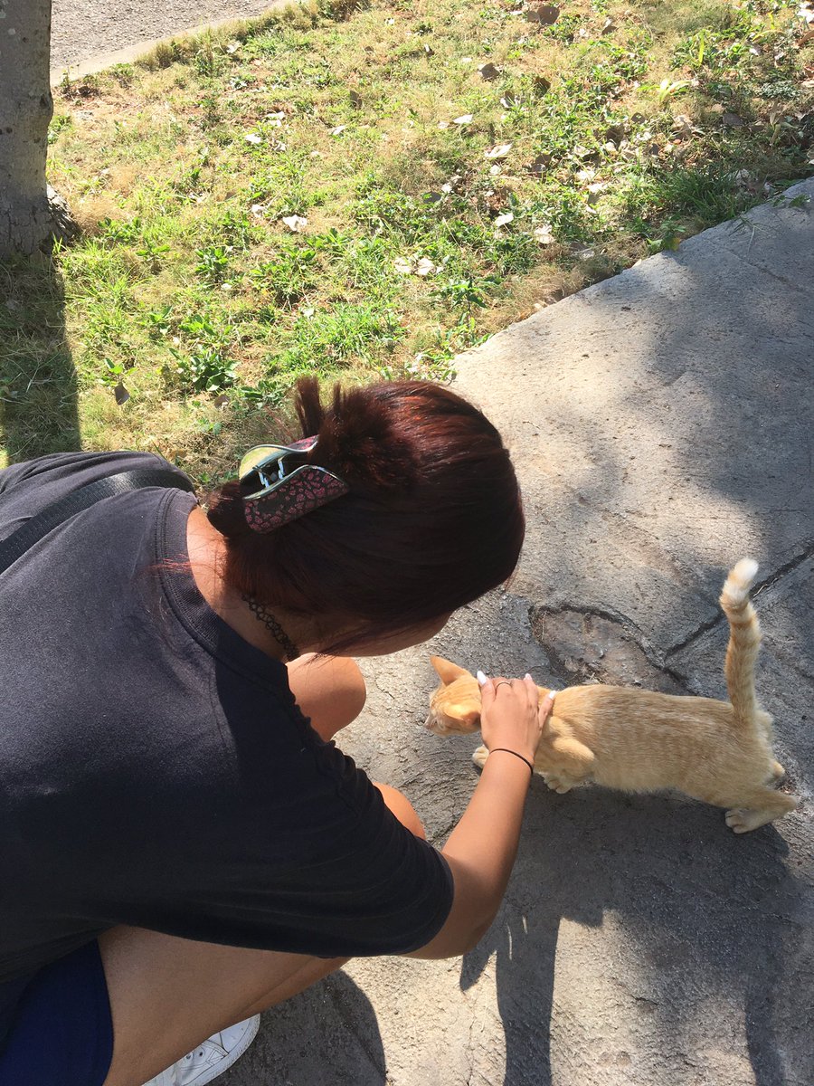 annanyi_'s tweet photo. Hoy fui feliz solo pq me reencontré con un gatito que vi hace mesess en la calle <3 (no me lo podia llevar pero le puse Eren) https://t.co/NXQlrefl2e