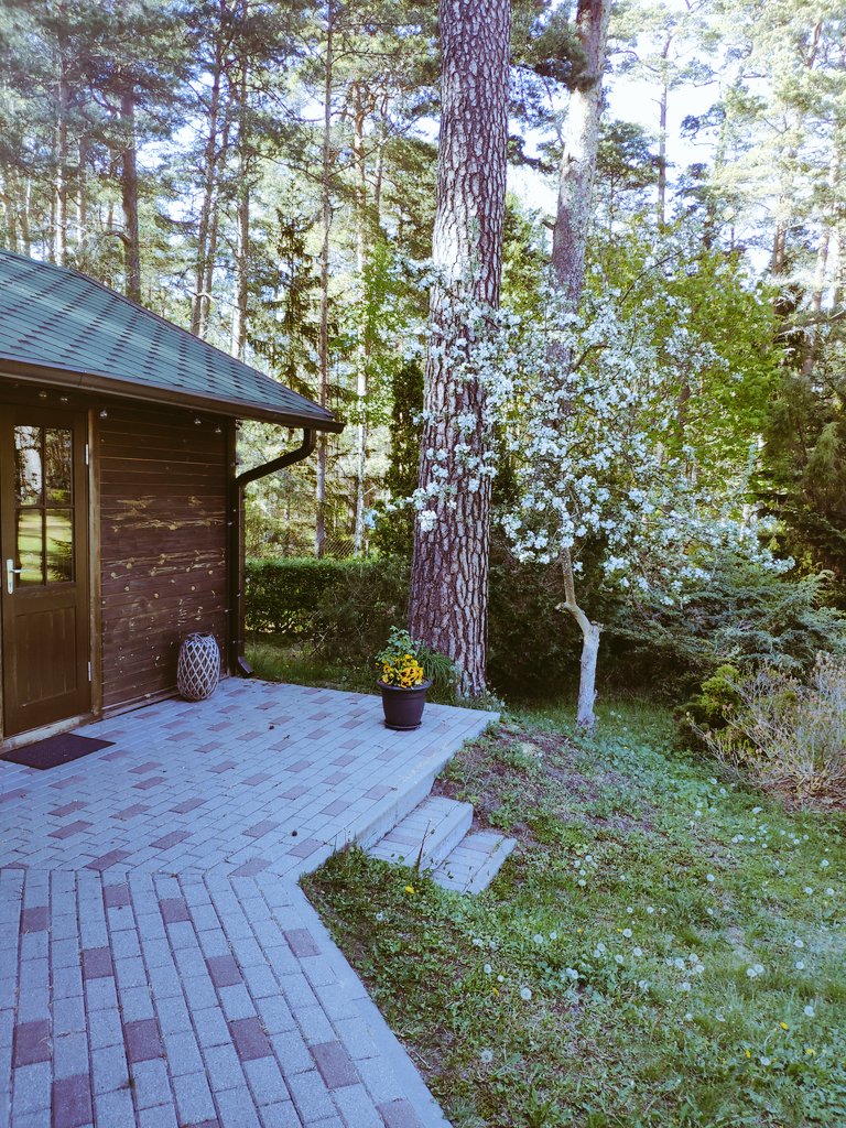 2N_ICEBOX's tweet photo. Dažreiz ļaudis man vaicā, vai nav par traku tā braukāšana Rīga - Pūrciems?! Es saku, mīlīši, ja būtu tikai viens vai tikai otrs, ilgtermiņā tās būtu "baltās pelītes". 
Pavasaris Pūrciemā, kad viss zied vienlaikus, ir kaut kas tik fenōmenal, ka beigts var palikt. #balanss https://t.co/bN47ILTLB1