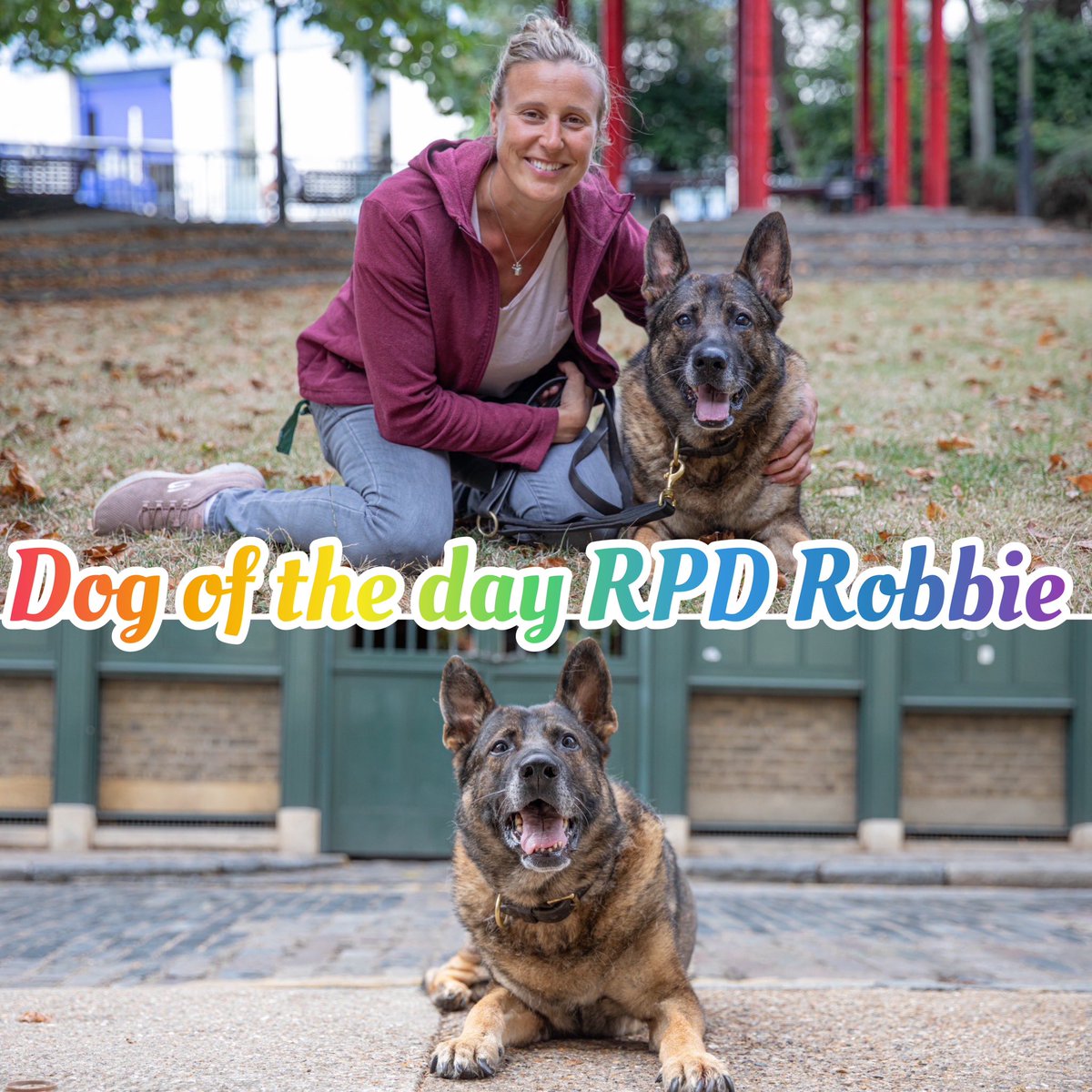 National K9 Memorial (@k9memorialuk) on Twitter photo Our dog of the day today is RPD Robbie.
It’s with a heavy heart that we share with you that Robbie has sadly crossed the rainbow bridge🌈. Our thoughts are with his family at this sad time😢
Thank you for your service🐾💙🐾
#WeWillRememberYou
<a href="/lrpduk/">London Retired Police Dogs Trust</a> Our dog of the day today is RPD Robbie.
It’s with a heavy heart that we share with you that Robbie has sadly crossed the rainbow bridge🌈. Our thoughts are with his family at this sad time😢
Thank you for your service🐾💙🐾
#WeWillRememberYou
<a href="/lrpduk/">London Retired Police Dogs Trust</a>