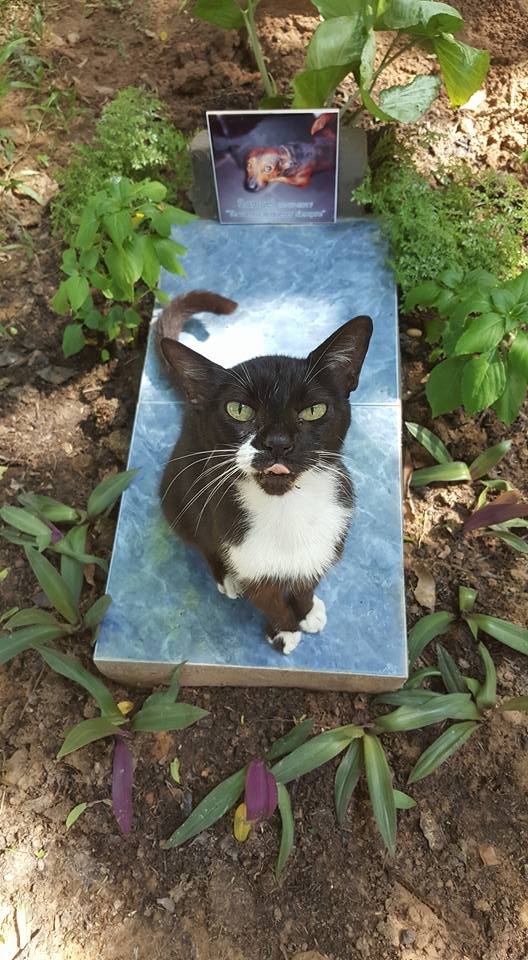 marcortizpy's tweet photo. Alguien de ustedes sabía la existencia de un cementerio de mascotas en Paraguay? Bueno, yo me acabo de enterar y se llama Cangapolis y esta ubicado en la ciudad de Limpio. https://t.co/qy7XpQIYxS