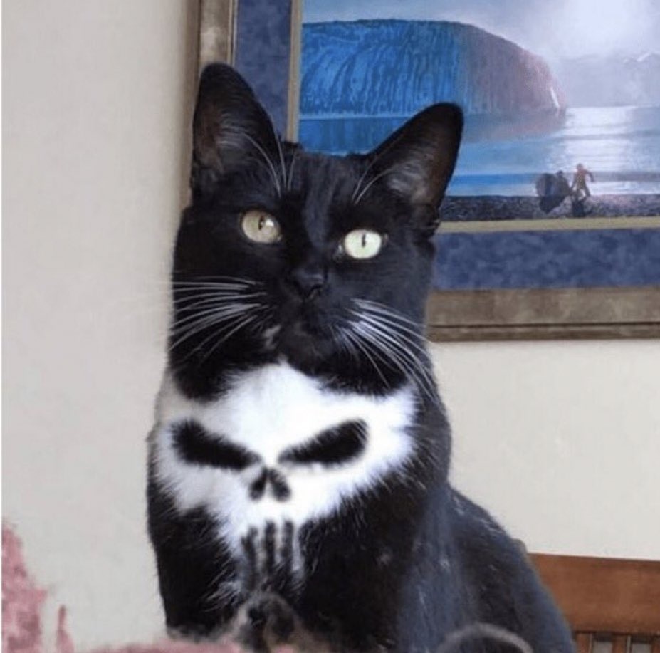 Why you should have a cat (@shouldhavecat) on Twitter photo 