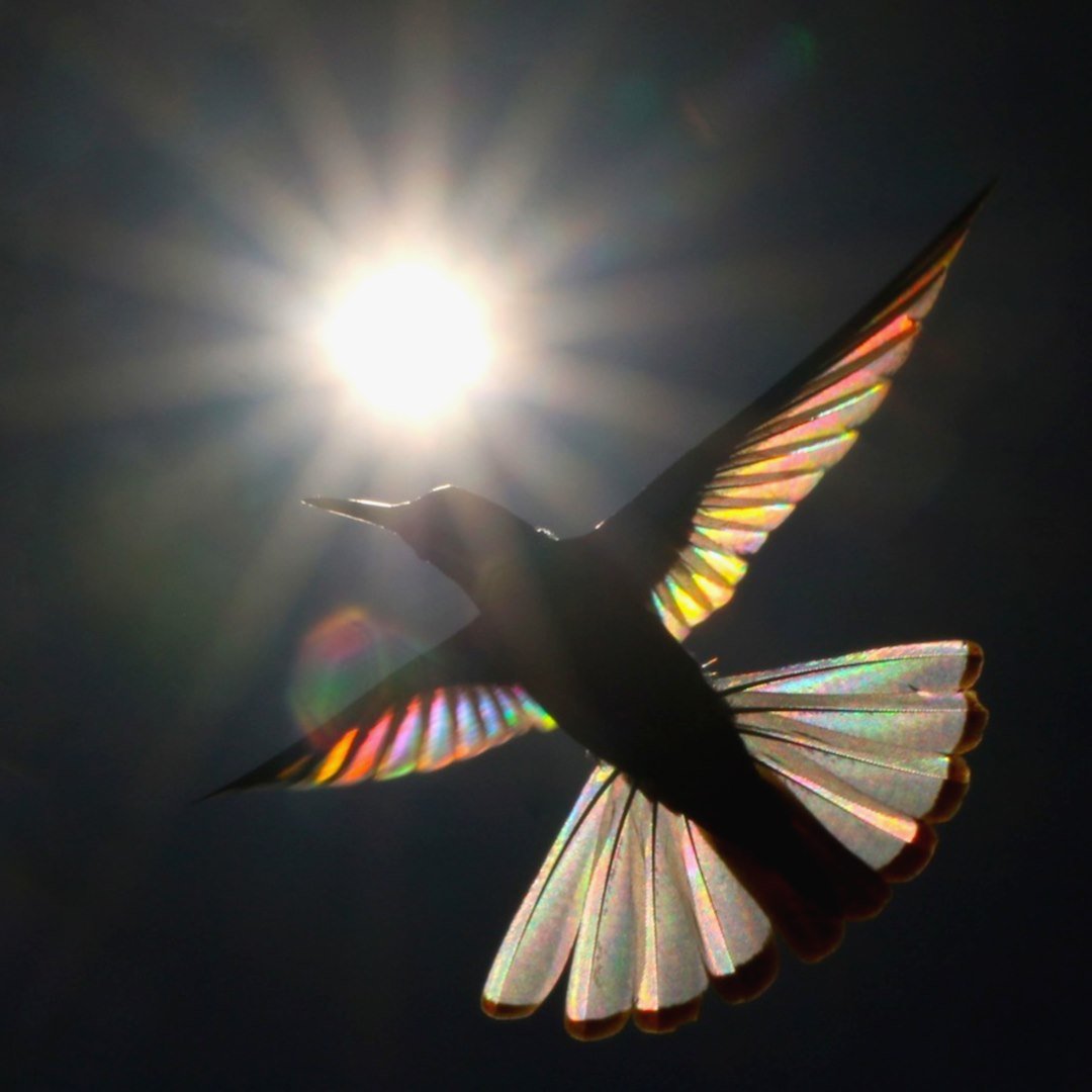 Winged Prism! Photographer captures a stunning image of a magical rainbow shining through the wings of a hummingbird.
Read more:
theepochtimes.com/photographer-c…