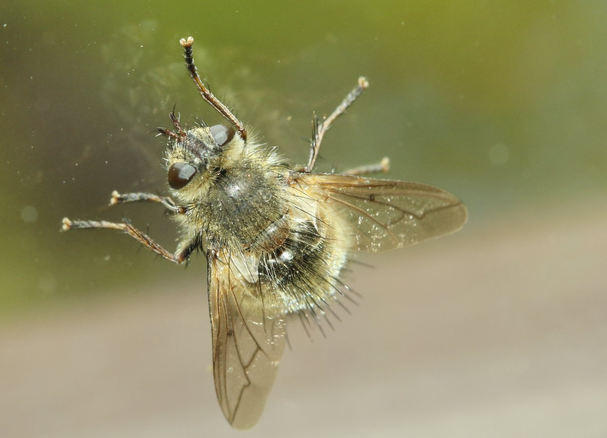 bscgscotland's tweet image. This #FridayFly showing today (during the #CairngormsNatureFestival)  may just be a match  with a past Fly of the Month - Tachina ursina one of the parasitic flies in the family tachinidae ("lovely fluffy harbingers of spring") 

 discoverwildlife.com/animal-facts/i…