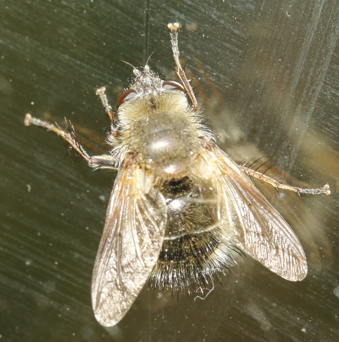 bscgscotland's tweet image. This #FridayFly showing today (during the #CairngormsNatureFestival)  may just be a match  with a past Fly of the Month - Tachina ursina one of the parasitic flies in the family tachinidae ("lovely fluffy harbingers of spring") 

 discoverwildlife.com/animal-facts/i…