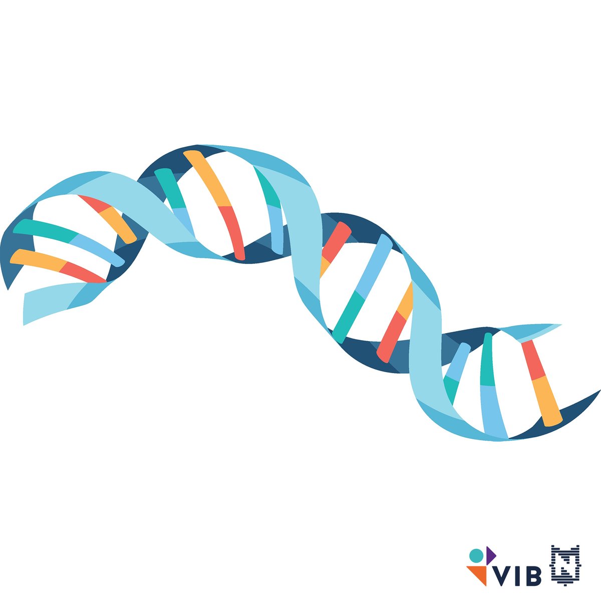 VIBLifeSciences's tweet photo. 🌟 Just 1 more week until the @nerdlandbe festival!
We'll have some exciting experiments lined-up at our booth. In one, the @saeyslab lab will unveil how #AI works its magic in diagnosing patients. Plus, there's a special surprise for kids to take home 🎁 Curious? Come visit us! https://t.co/yfAfWJH3EL