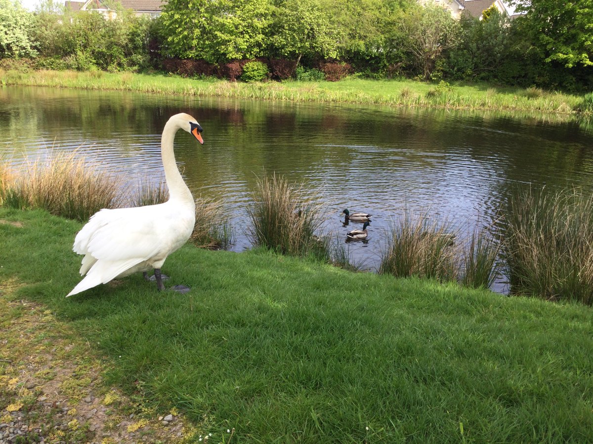 Craighalbert's tweet photo. We have lots of lovely places to visit in our local community and one of our favourites is the local duck pond. There were lots of cygnets to see and learn about their environment.
#OutdoorLearning #KeepScotlandBeautiful #Learning #School #Community https://t.co/Nbw8Lpljjp