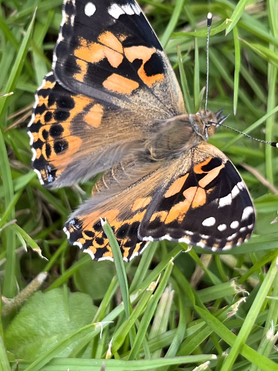 LEO Forest School on Twitter "The children BrookfieldSM3 released the