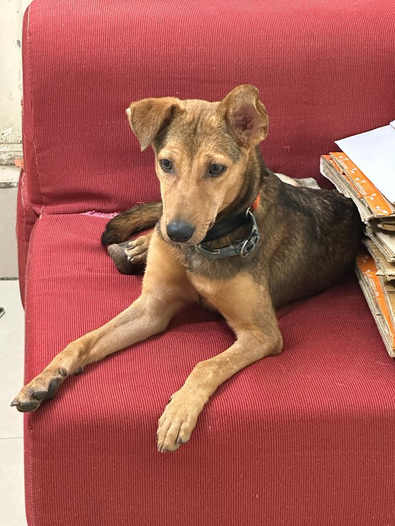 monikamanchanda's tweet photo. #Bangalore If you are looking to adopt a dog, give the adorable Tommy a home. I met her at @rohaldea 's home, who has been fostering her &amp; she is the best! Loving &amp; fun, my own dog won't allow me to get another else I would have her in a jiffy.

#plsRT #pets #AdoptDontShop https://t.co/xikg06nJ8W