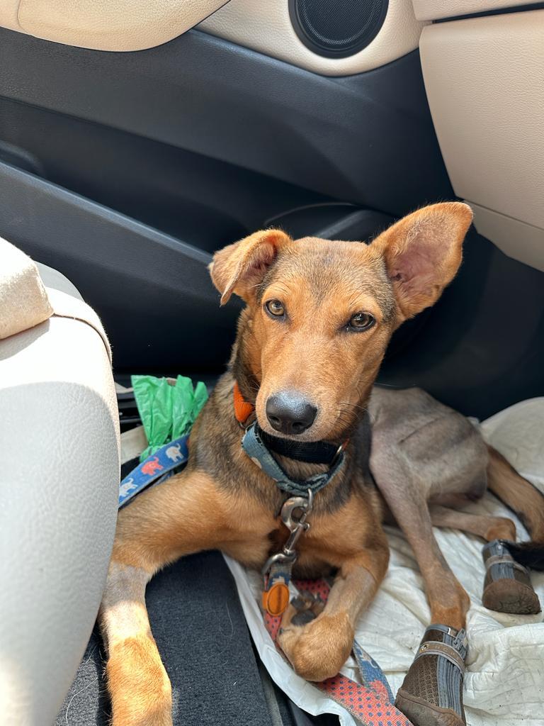 monikamanchanda's tweet photo. #Bangalore If you are looking to adopt a dog, give the adorable Tommy a home. I met her at @rohaldea 's home, who has been fostering her &amp; she is the best! Loving &amp; fun, my own dog won't allow me to get another else I would have her in a jiffy.

#plsRT #pets #AdoptDontShop https://t.co/xikg06nJ8W