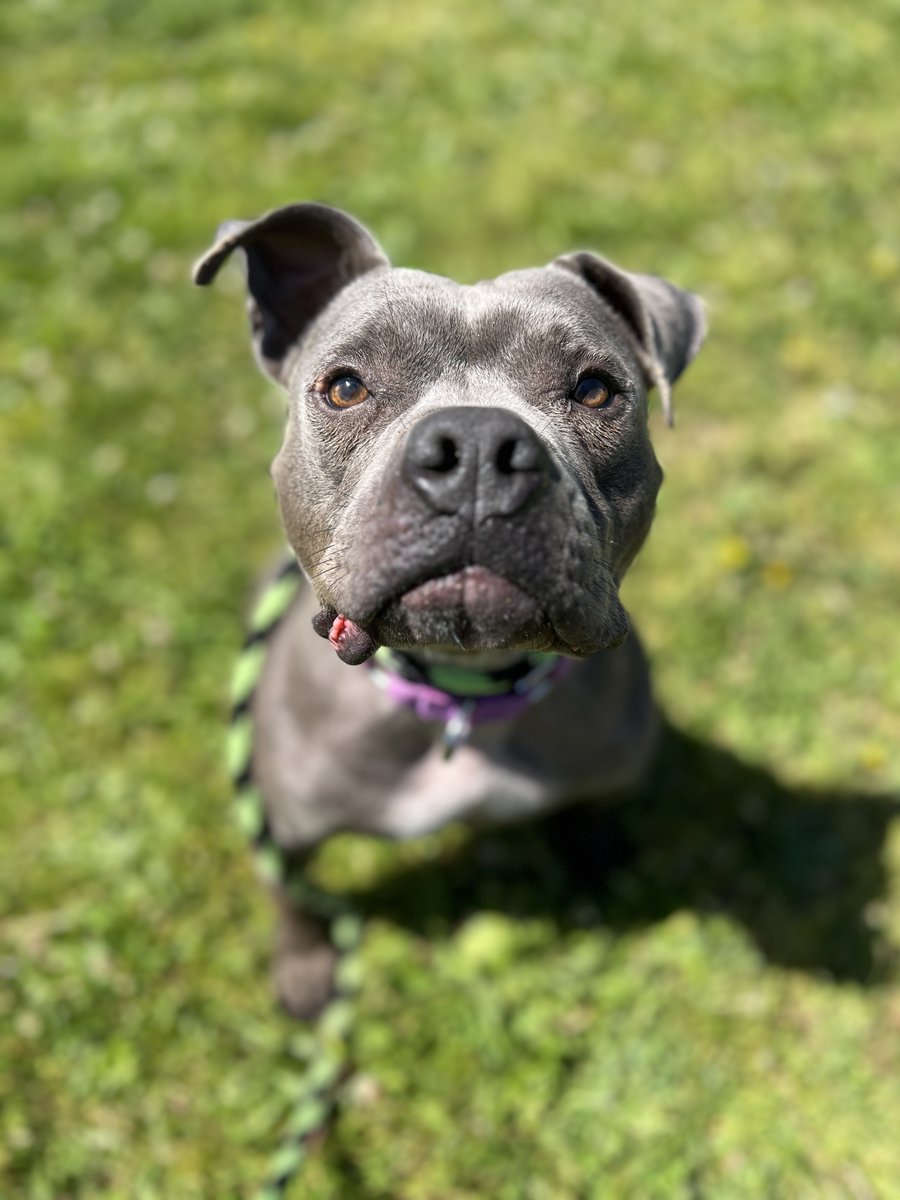 PSPCA's tweet photo. As Lavender began her road to recovery, she turned into a real beauty...though we could see her beauty all along.

Learn her story and how your support saves lives like hers: https://t.co/IZhgNfcXRy https://t.co/Oiu2otq2i1