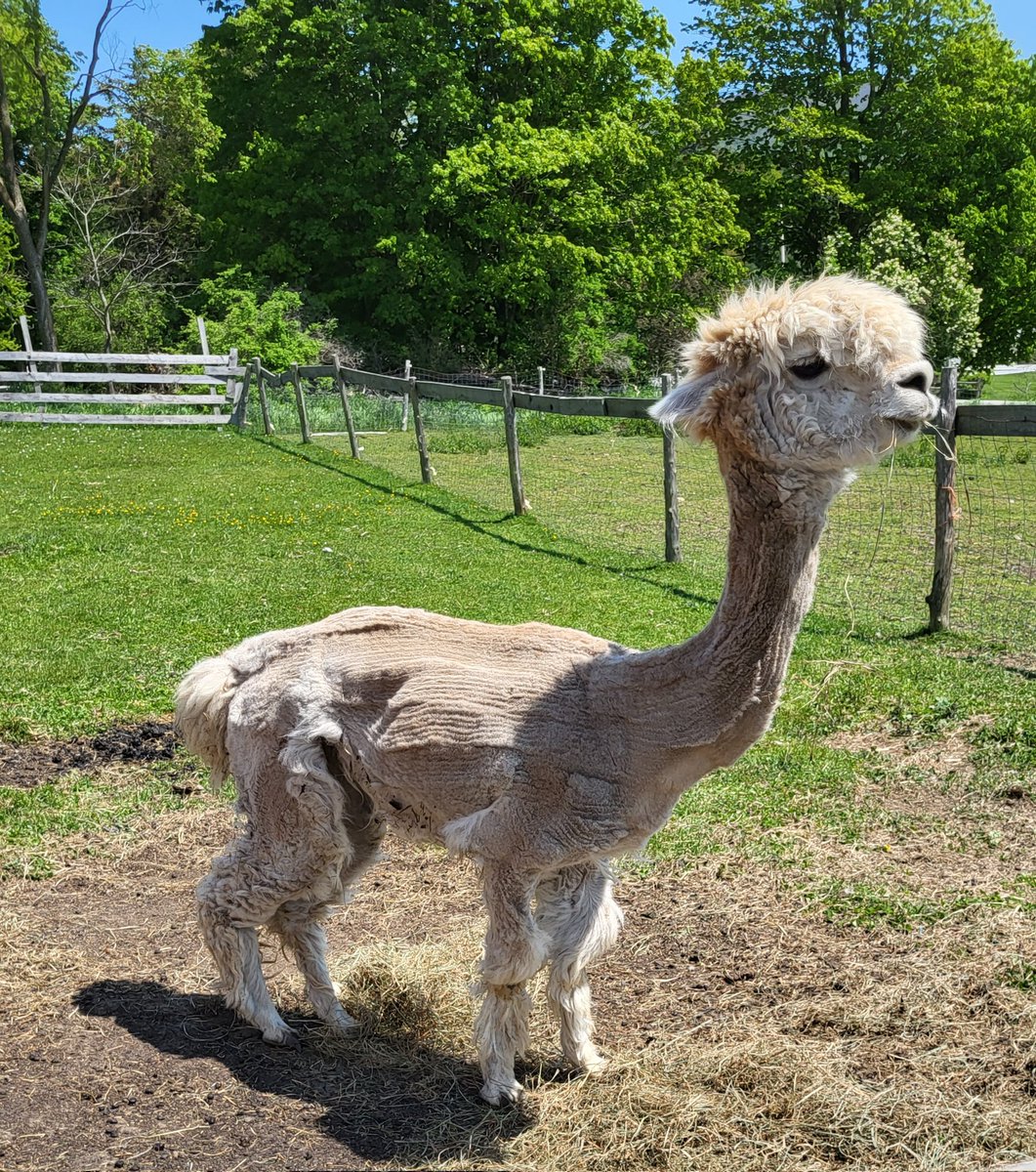 @marildeo @LittleWildOne00 @GenuineRisk1 @suecro2 @anitafromgoleta @CirclesSpinning @fraizeal Me too!  Meet my new Alpaca friend!