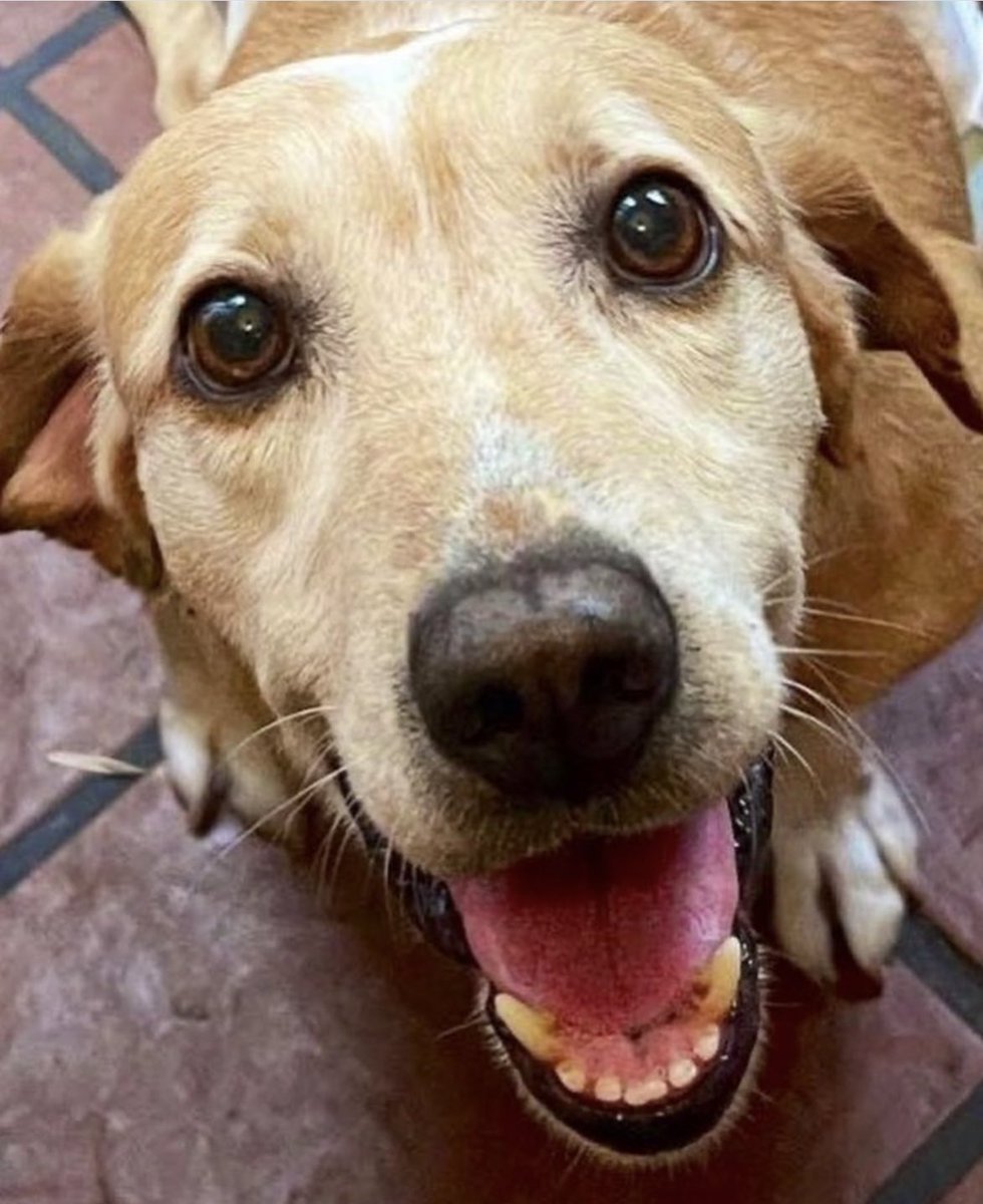 MalenaStein's tweet photo. URGENTE
Por cierre, Toto se queda sin guardería.
Necesita encontrar a quien quiera adoptarlo, ofrezco hacerme cargo de sus gastos, fisio y pañales de x vida, cuidarlo en vacaciones, etc.
Merece ser amado por una familia que quiera llenarse del amor que tiene para dar.
🙏🏻 RT ♾️ https://t.co/Ubuuz1qgn0