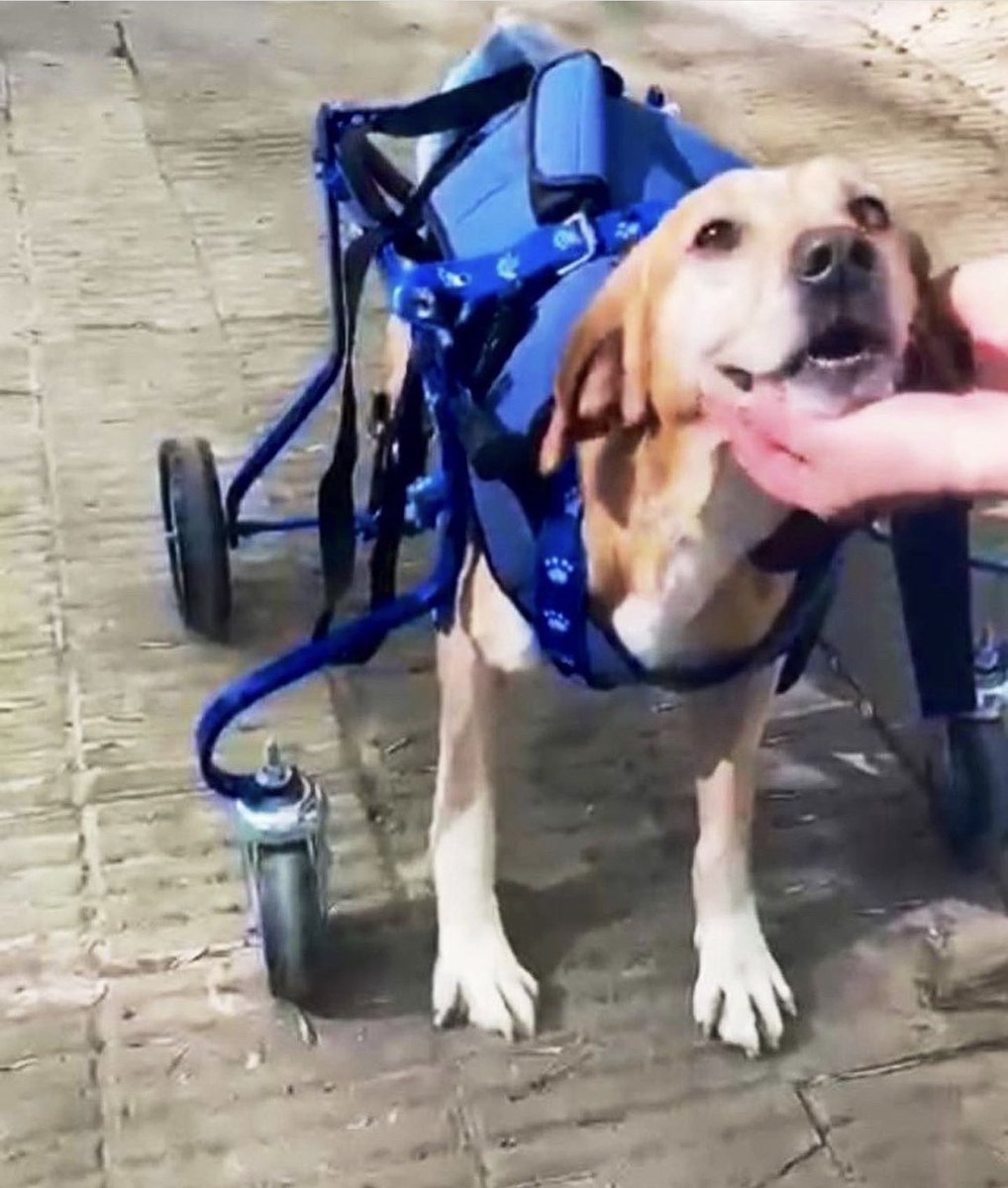 MalenaStein's tweet photo. URGENTE
Por cierre, Toto se queda sin guardería.
Necesita encontrar a quien quiera adoptarlo, ofrezco hacerme cargo de sus gastos, fisio y pañales de x vida, cuidarlo en vacaciones, etc.
Merece ser amado por una familia que quiera llenarse del amor que tiene para dar.
🙏🏻 RT ♾️ https://t.co/Ubuuz1qgn0