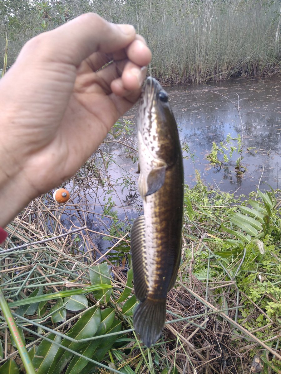 atangkusuma's tweet photo. Mancing mania https://t.co/mUkBPBxkFU