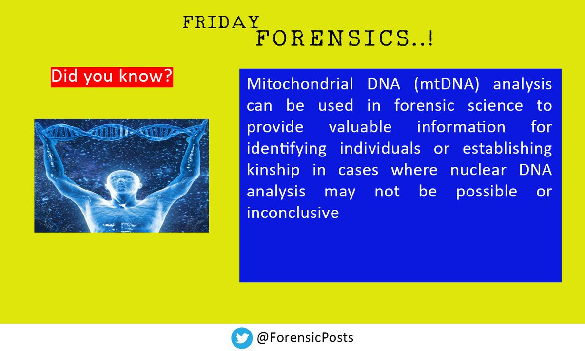 ForensicPosts's tweet photo. Mitochondrial DNA (mtDNA) is a unique type of genetic material found within the mitochondria. #MtDNA analysis is particularly useful when dealing with degraded or low-quality DNA samples, such as those found in old bones, teeth, hair, or highly decomposed remains #TFP https://t.co/7wYdxwIhPl