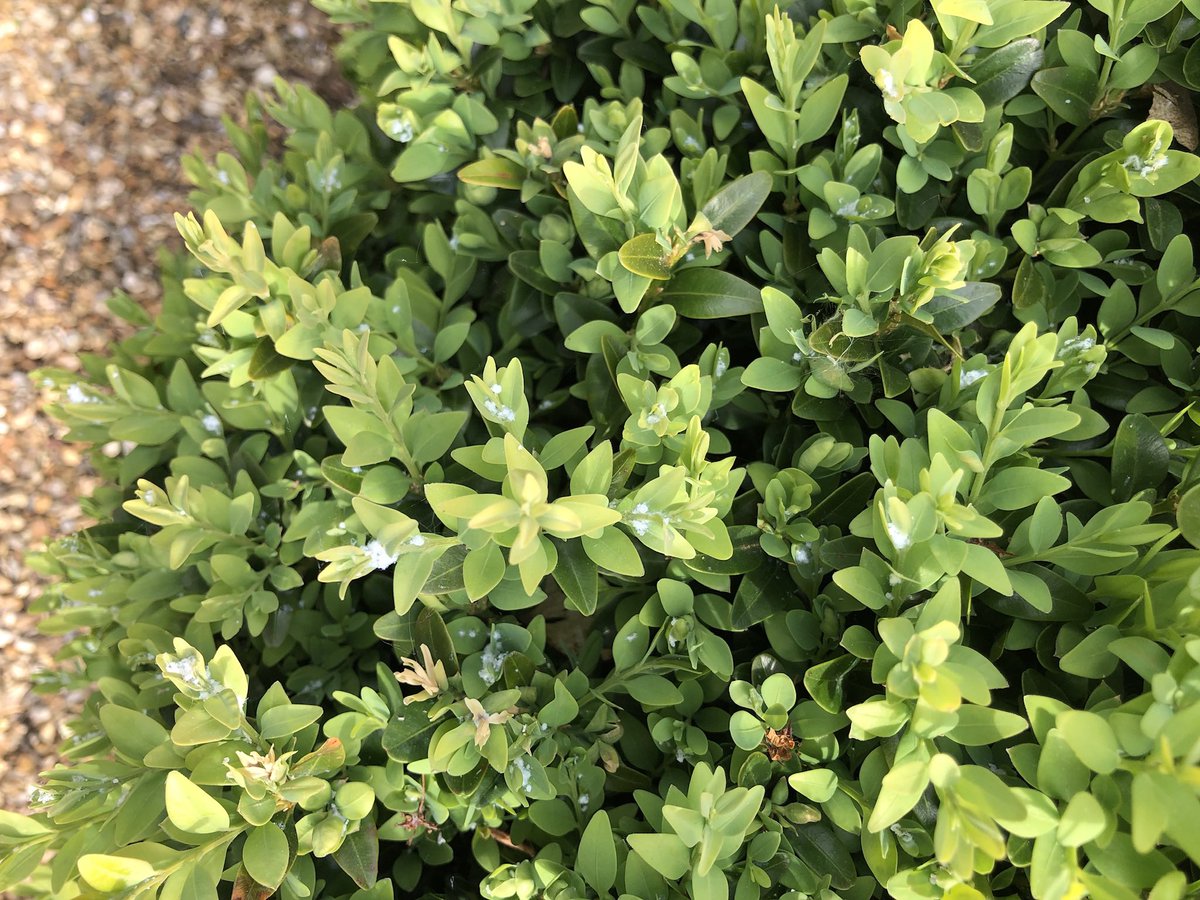 BuxusKing's tweet image. The boxwood leaf flea, also known as mealybugs, is back. Fortunately, this is not harmful to the box. So you don't have to do anything about it. 
.
#Buxus #boxtree #boxtrees #boxwood #box #topbuxus #boxblight  #topiary #buxussempervirens #hedge #garden #gardeningtwitter #plant