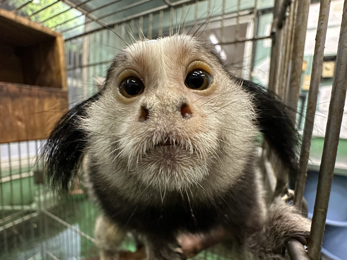 j_monkeycentre's tweet image. そんなに見つめられると好きになっちゃう(浮瀬)

#クロミミマーモセット #タム
#もはや好き
#すでに好き