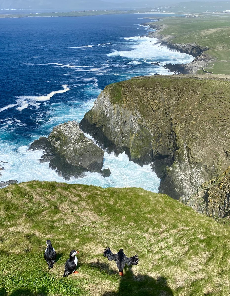 highland_andy's tweet photo. Itβs lovely to be back.
To catch up with old friends and to spend time in this wonderful place. #loveshetland #puffins #sumburgh @SumburghHead @PromoteShetland https://t.co/grfmHRFuRJ