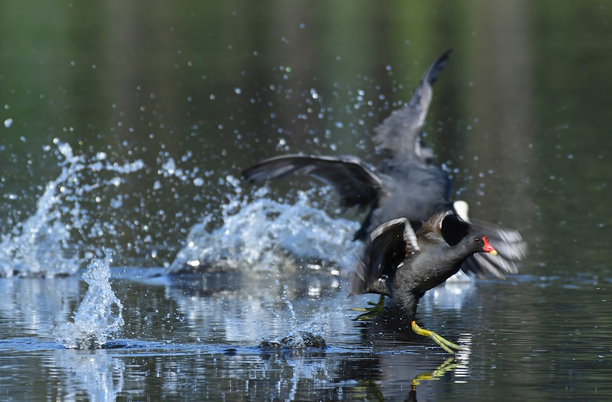 HeijdenJozef's tweet photo. Deze #Waterhoen moest zich uit de voeten maken. De #Meerkoet dulden hem niet in zijn territorium.
#Netersel, Schotelven - Witvensberg
@BoswachterFrans @waarneming @Brab_Landschap @Sovon @vogelnieuws https://t.co/z192Tgf7Re