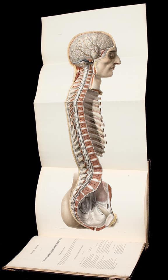 Anatomy of the spinal column from Traité complet de l'anatomie de l'homme by J.M. Bourgery (1797-1849) #histmed #historyofmedicine #anatomy #pastmedicalhistory