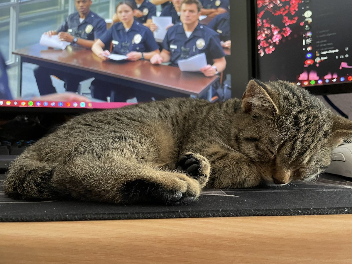 stefanie97's tweet photo. Aufn Schreibtisch schläft es sich wohl am Besten 😴🥰 https://t.co/5aJyy5ap6K