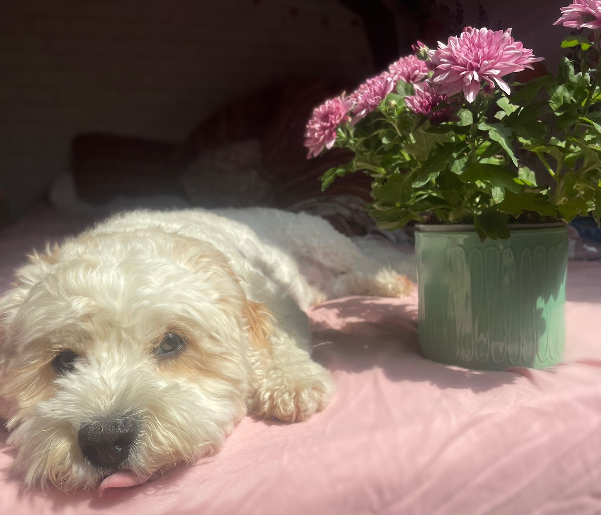 DarwinDaDog's tweet photo. Big sis says I need to share my sunshine patch with her flowers! So rude!🐶🌸 https://t.co/K4JAIyCQIl