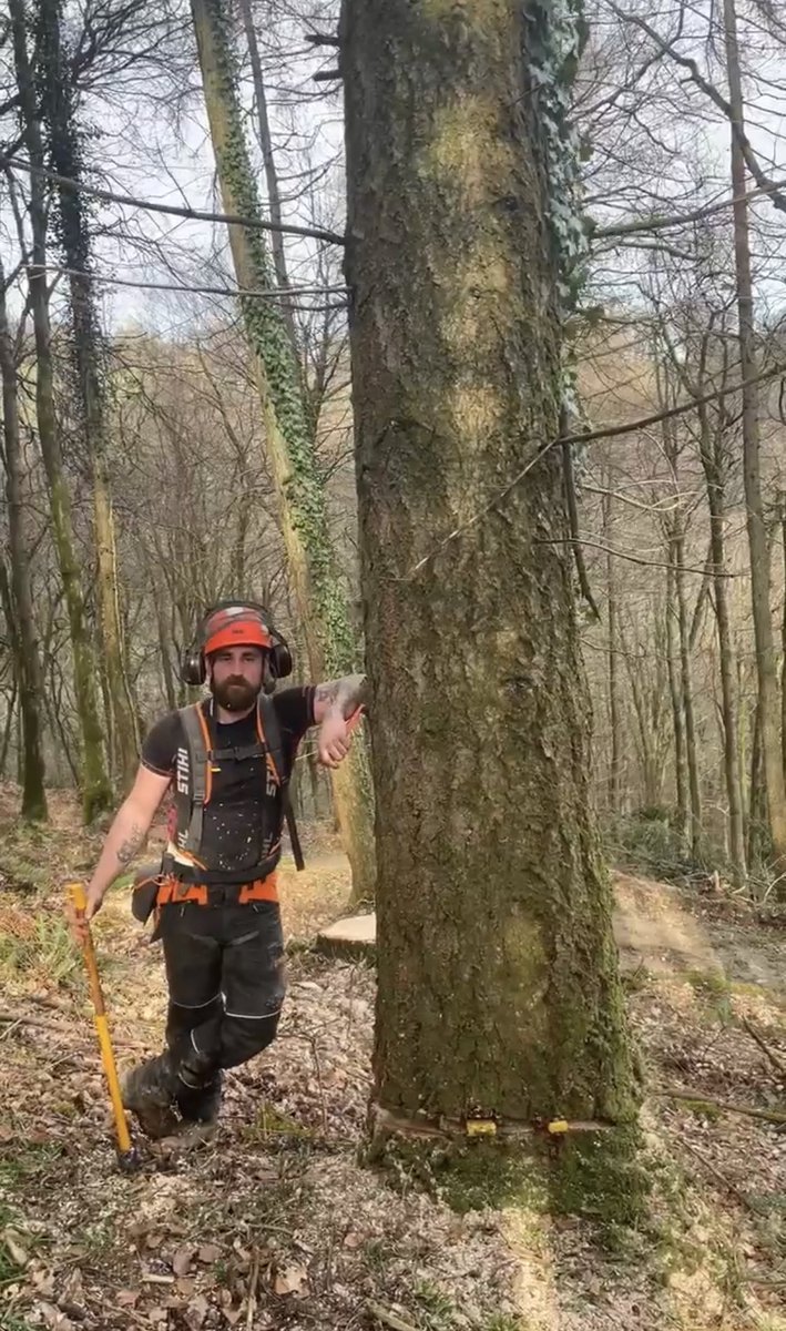 Three Atop Woodland Services tweet media