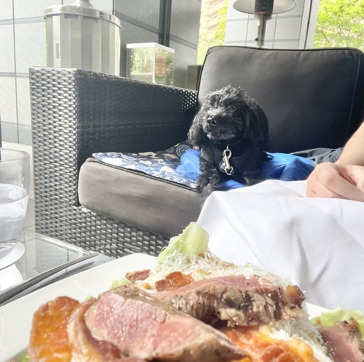 kichiemon_black's tweet photo. お友達と六本木一丁目ルビージャックスでブランチ
屋根がしっかりあるテラスだから多少お天気悪くても安心😊
くつろぎすぎな黒犬笑

#トイプードル　#犬好きさんと繋がりたい　#ペット同伴���レストラン https://t.co/XAwWdTgBR7