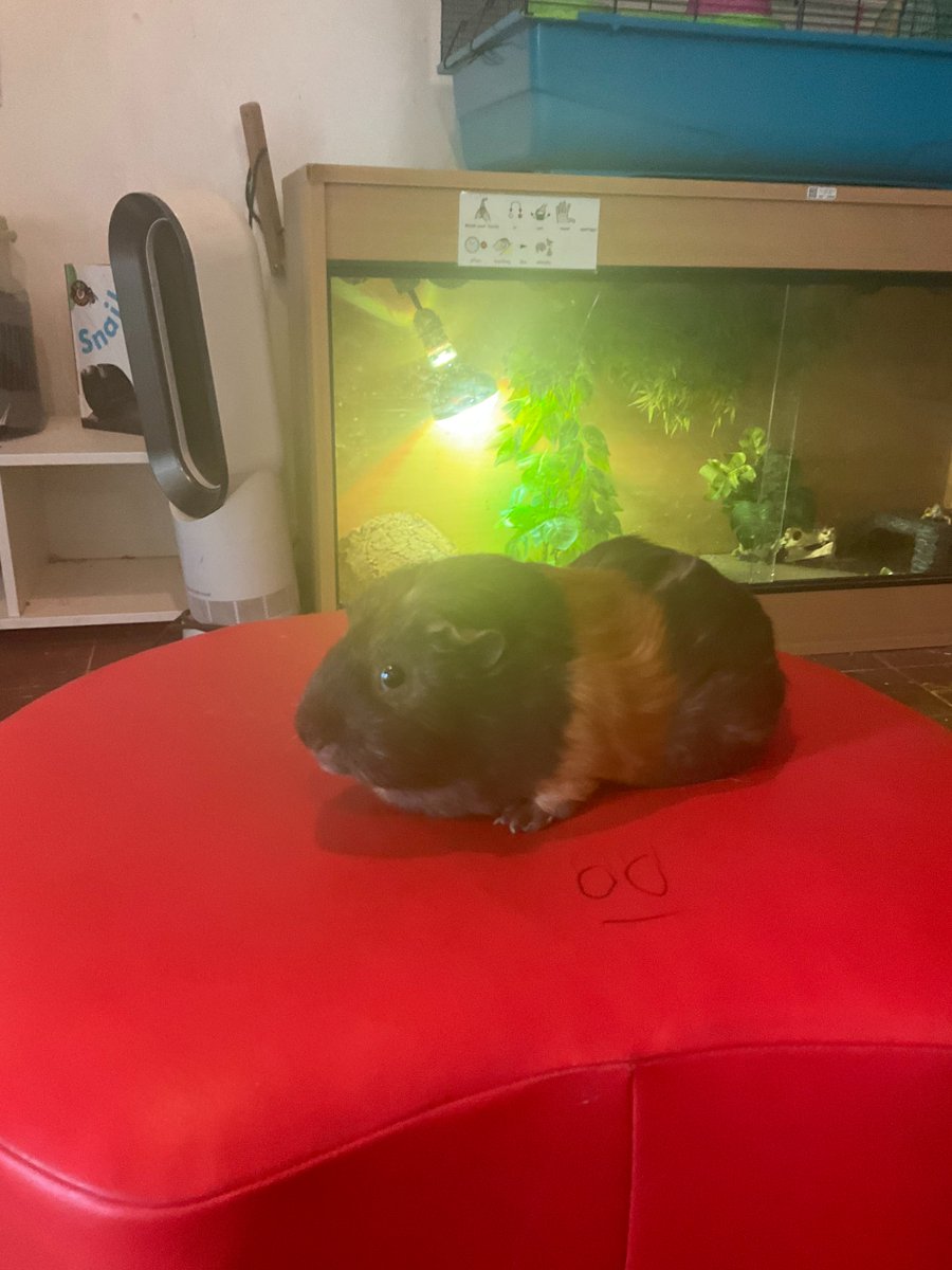 Blue Tangerine Federation tweet media