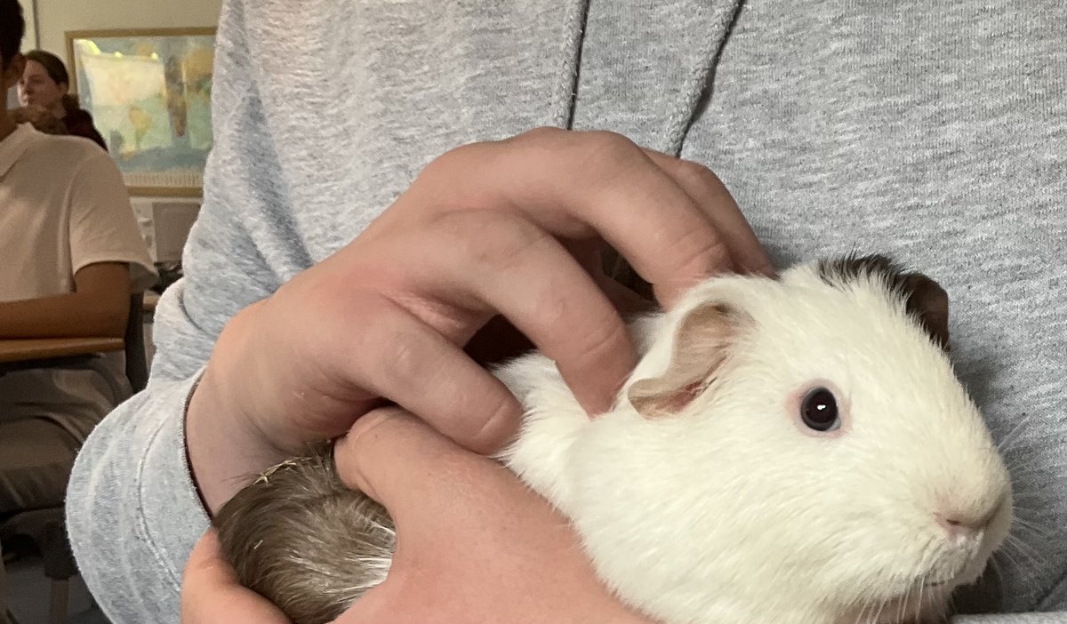 The guinea pigs in the animal room are Dottie, Netty and Violet and Miss Browne's guinea pigs are Cherry and Flower. 

We always appreciate donations of any kind towards the care of the animals!
Thank you, Logan!"🐀🐭🐰